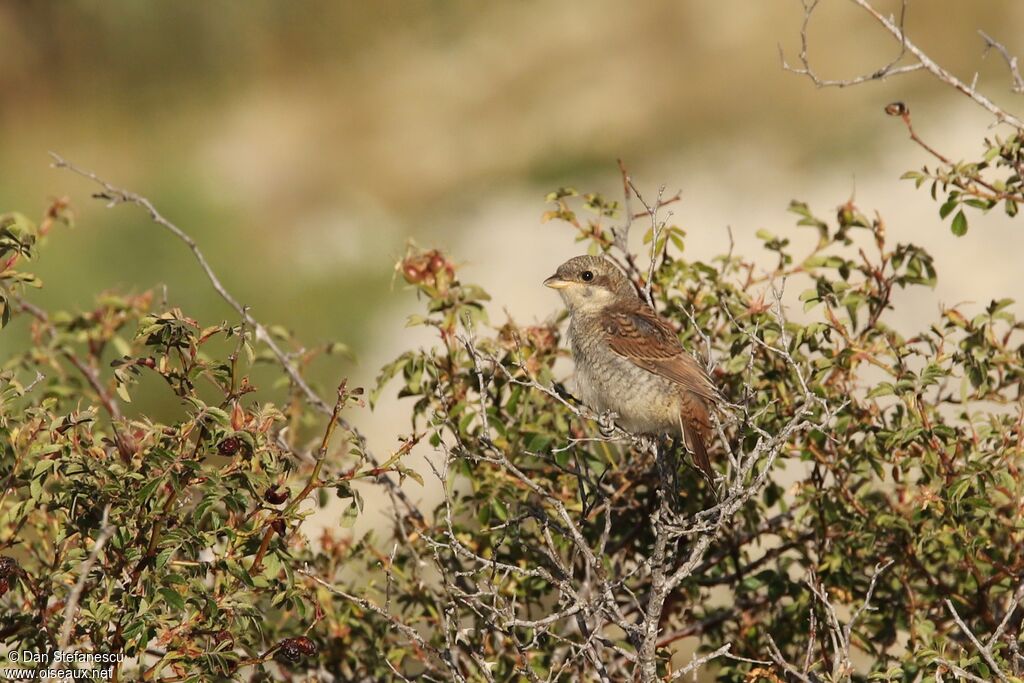 Red-backed Shrikejuvenile