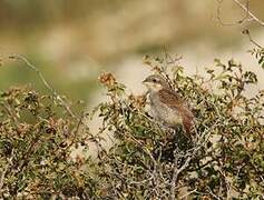 Red-backed Shrike