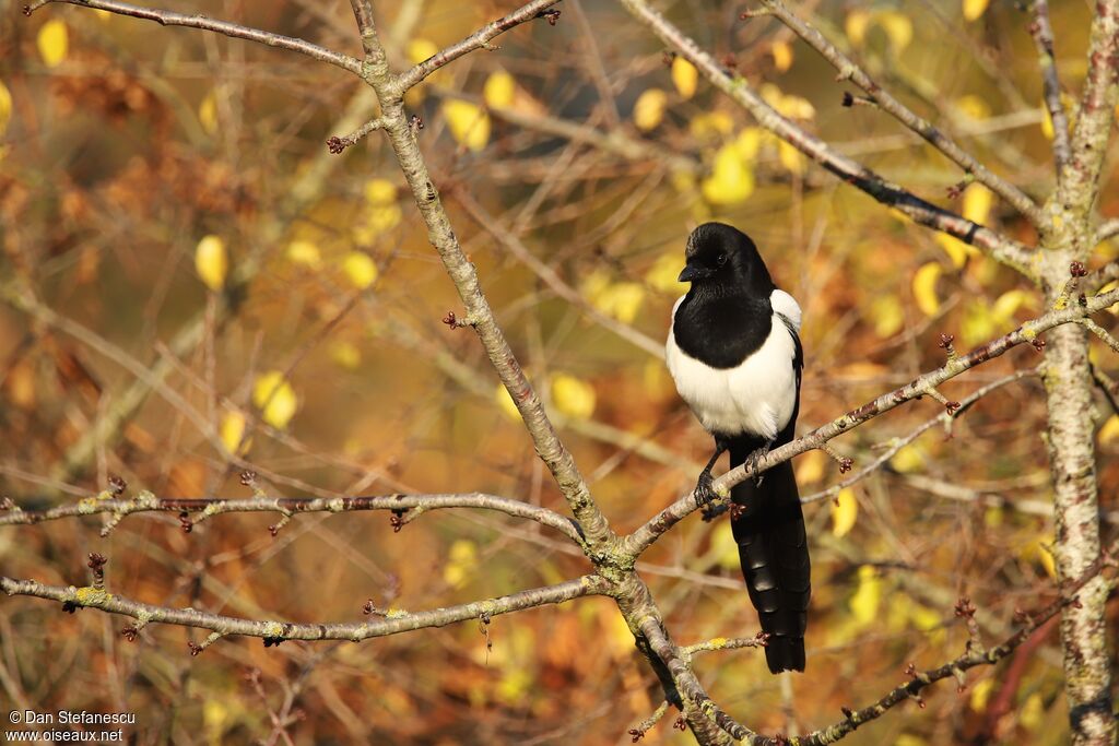 Eurasian Magpieadult