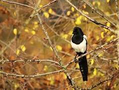 Eurasian Magpie