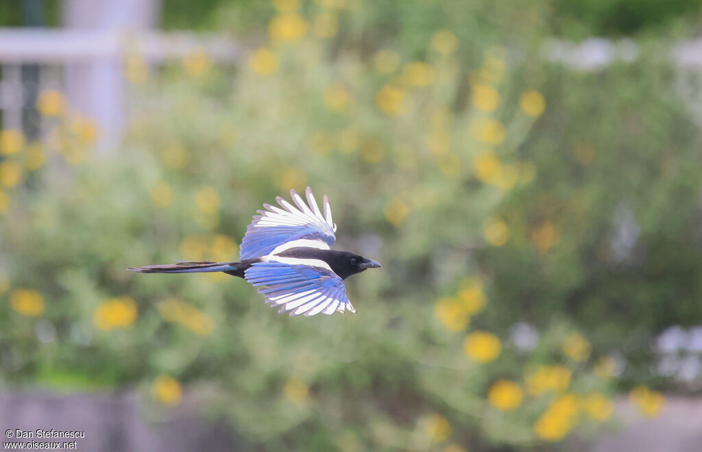 Eurasian Magpieadult, Flight