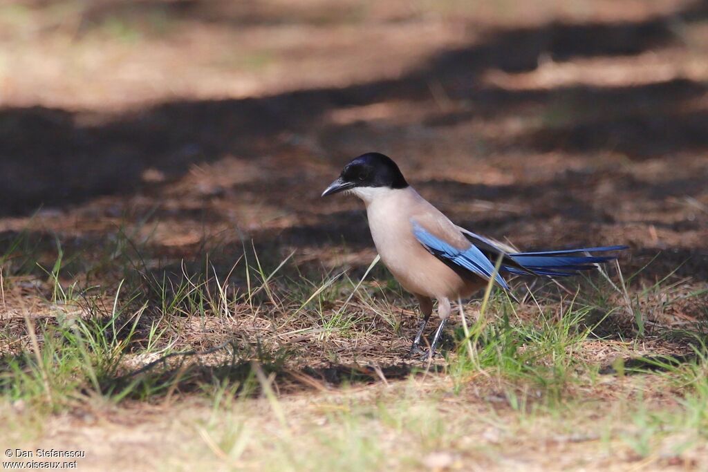 Iberian Magpieadult