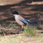 Iberian Magpie