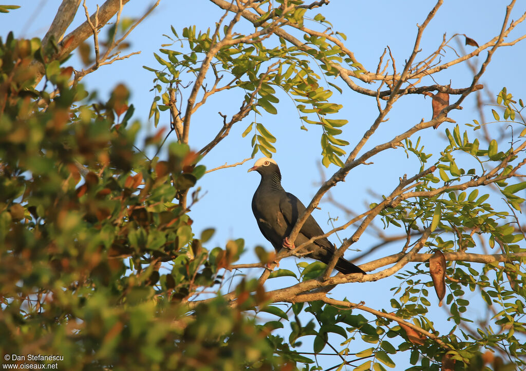 Pigeon à couronne blancheadulte