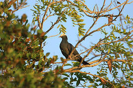 White-crowned Pigeon