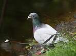 Pigeon biset