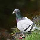 Pigeon biset