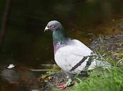 Rock Dove