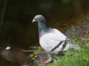 Pigeon biset