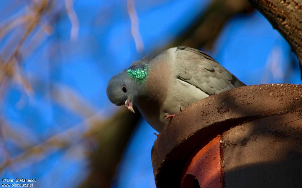 Pigeon colombinadulte