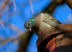 Stock Dove