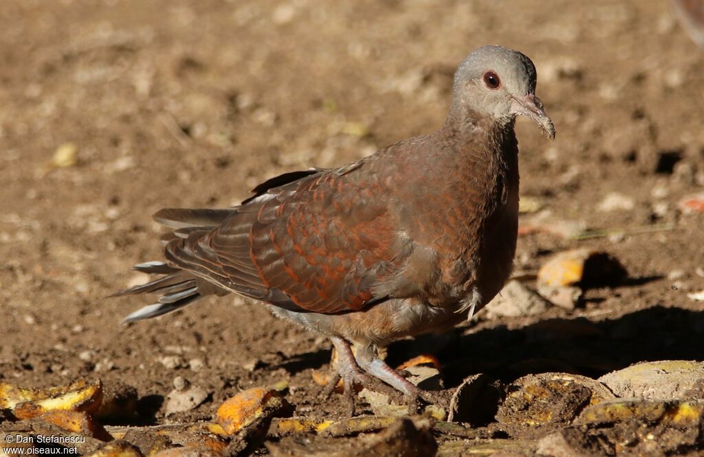 Pigeon de Madagascaradulte, marche