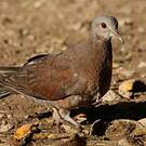 Pigeon de Madagascar