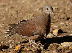 Malagasy Turtle Dove