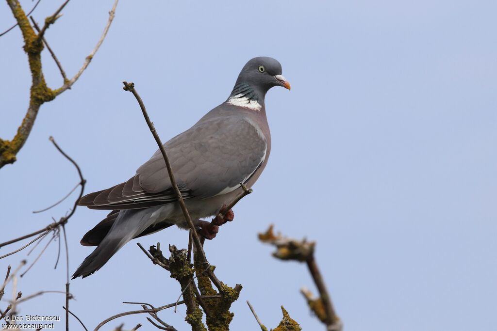 Common Wood Pigeonadult