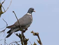 Common Wood Pigeon