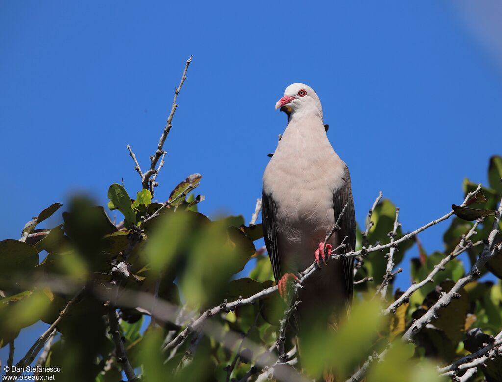 Pigeon roseadulte