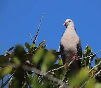 Pink Pigeon