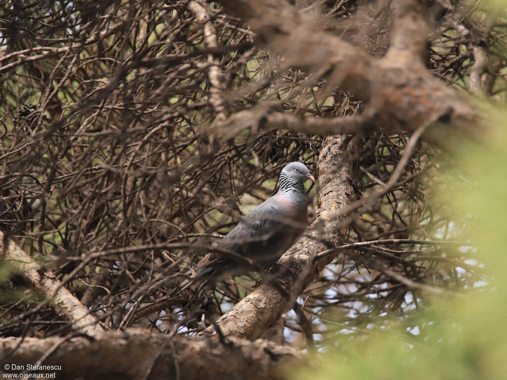 Pigeon trocazadulte