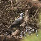 Pigeon trocaz