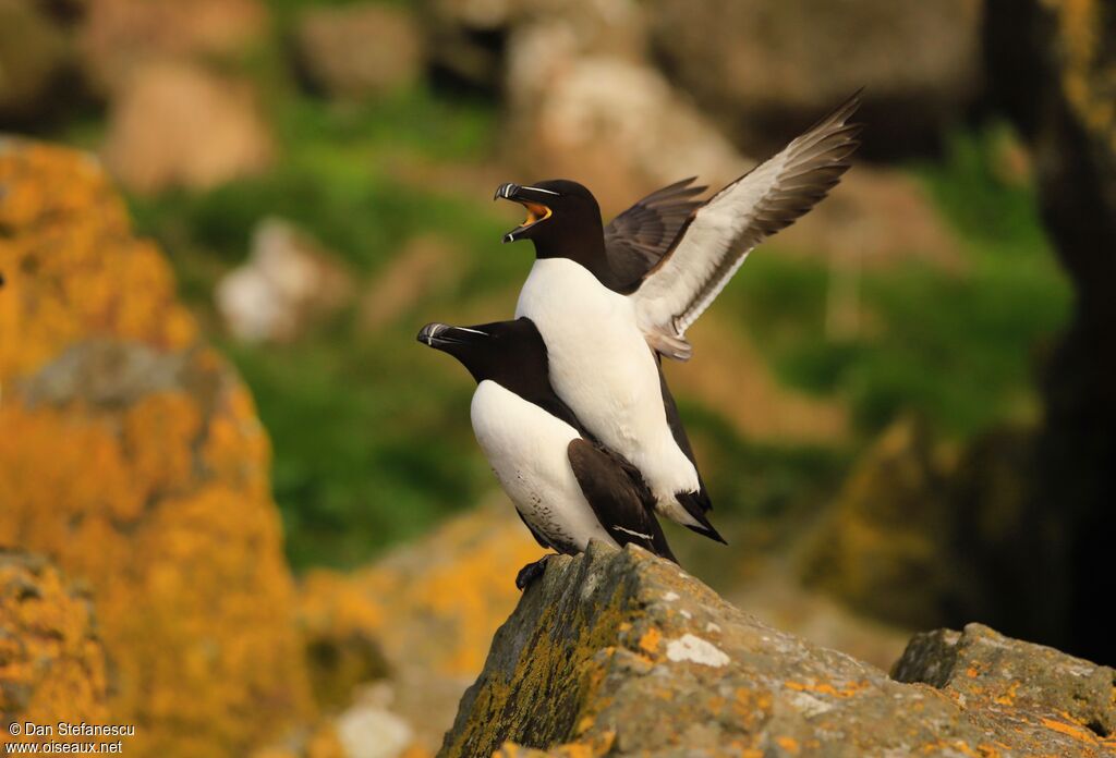 Pingouin tordaadulte nuptial, accouplement.