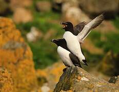 Razorbill