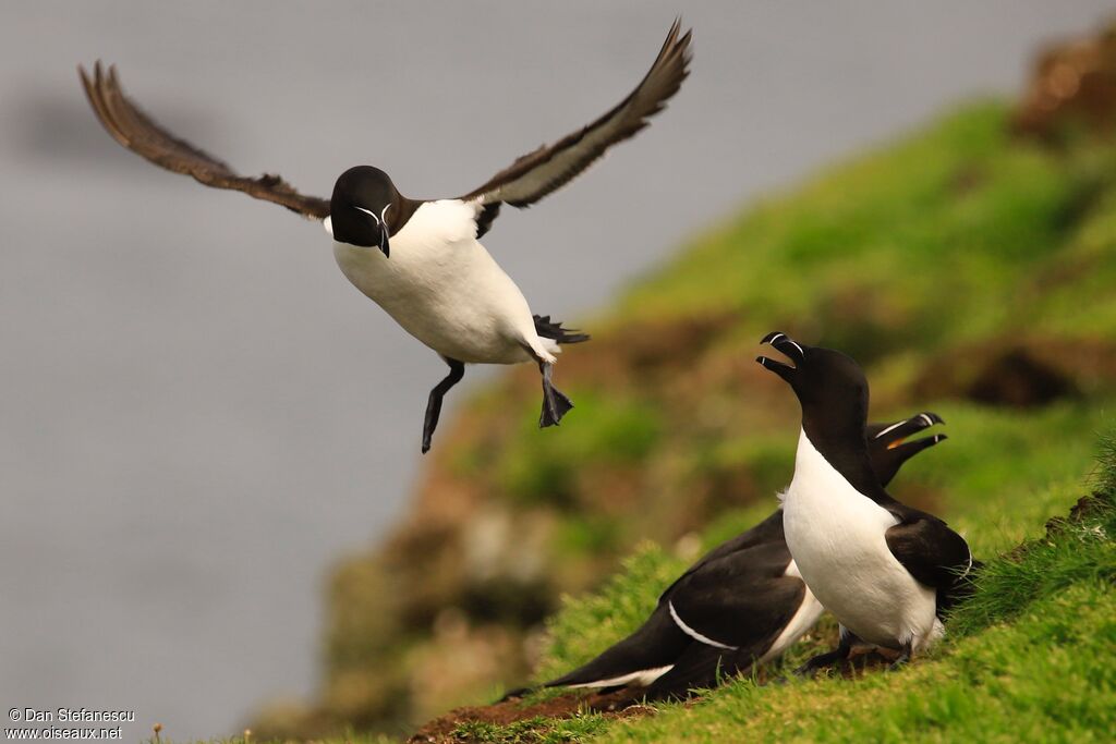 Razorbilladult breeding, Flight