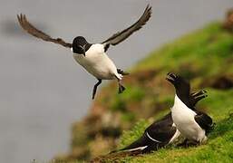 Razorbill