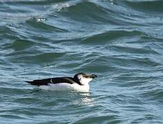 Razorbill