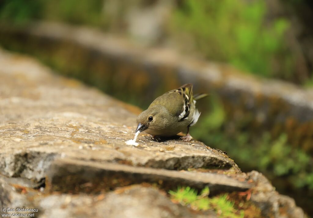 Madeira Chaffinch female