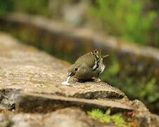 Madeira Chaffinch