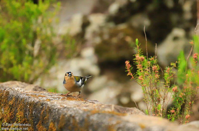 Madeira Chaffinch male adult