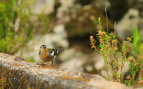 Madeira Chaffinch