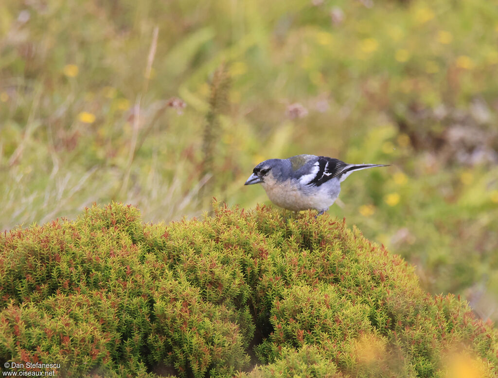 Azores Chaffinch male adult