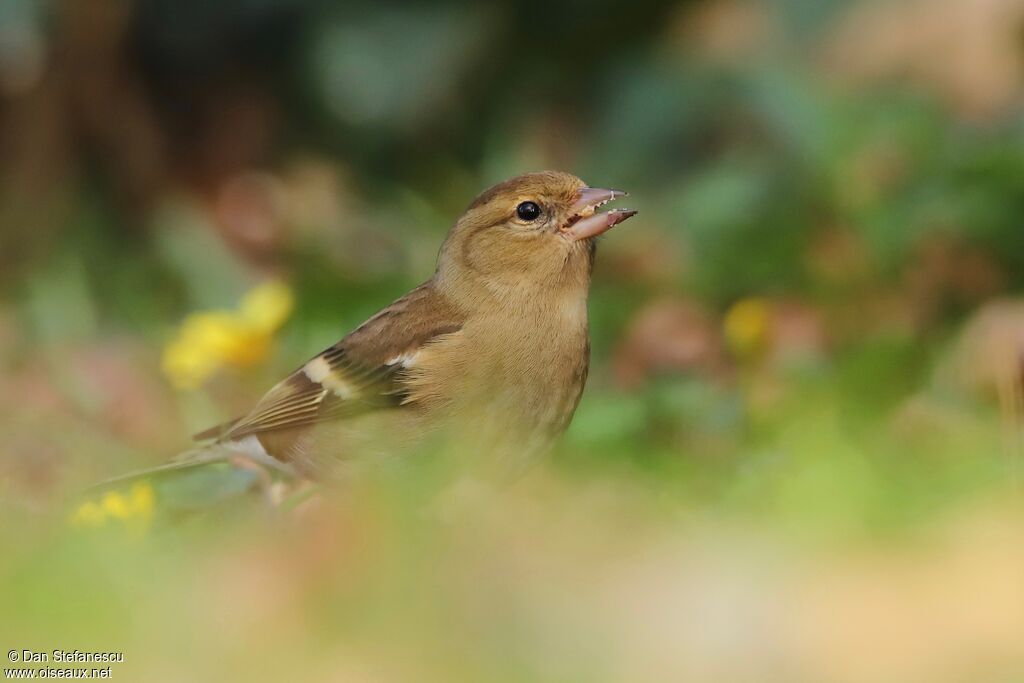 Common Chaffinch female, walking