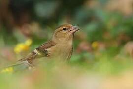 Common Chaffinch