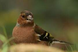 Eurasian Chaffinch