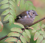 Pinson des arbres