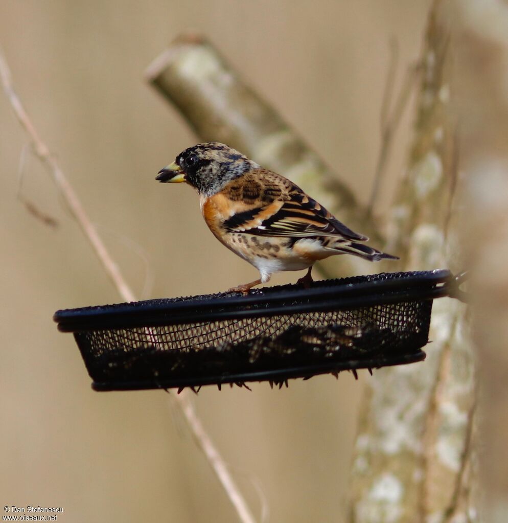 Brambling male adult post breeding, eats