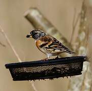 Brambling