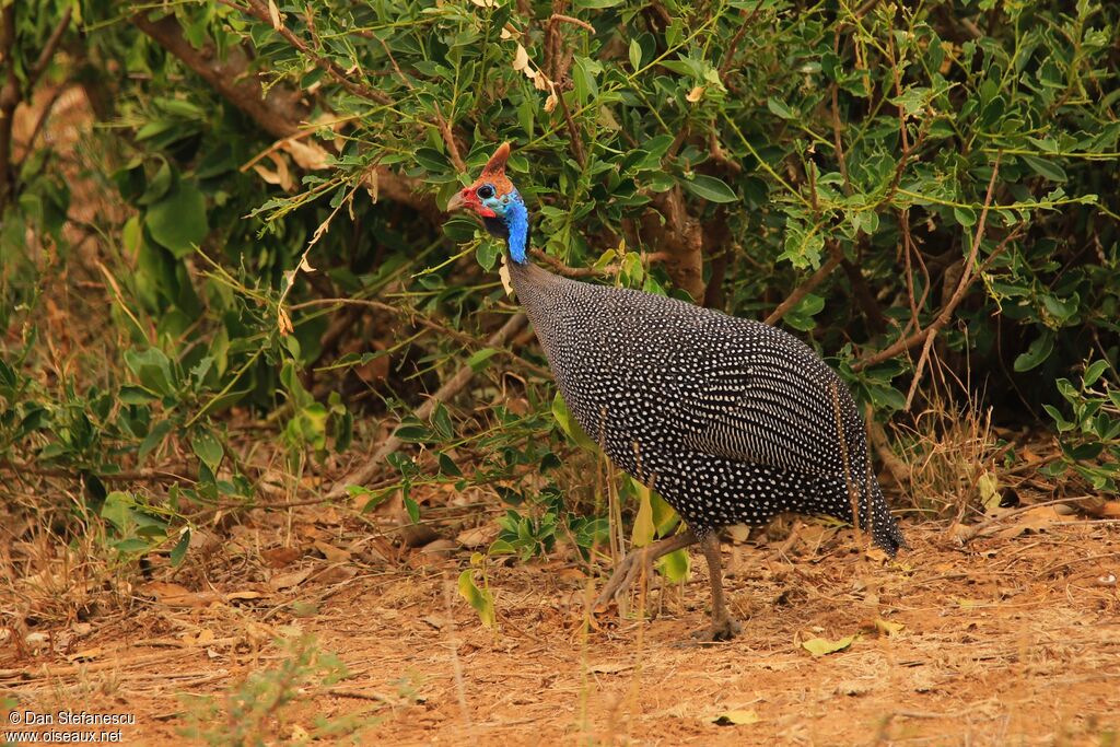 Helmeted Guineafowl