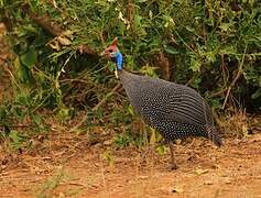 Helmeted Guineafowl