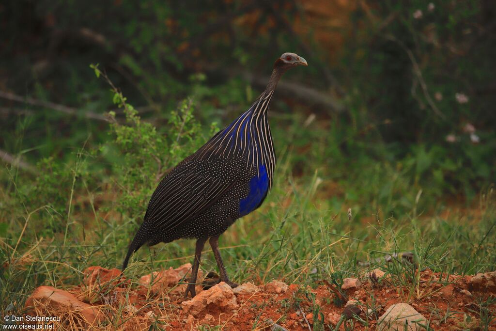 Vulturine Guineafowladult, walking