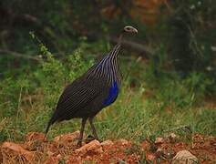 Vulturine Guineafowl