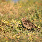 Pipit à gorge rousse