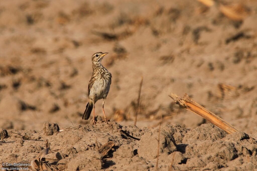 Pipit africainadulte