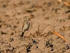 Pipit africain