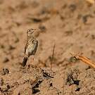 Pipit africain