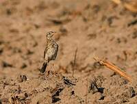 Pipit africain