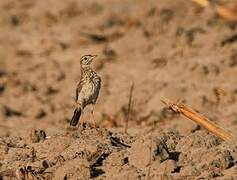 African Pipit